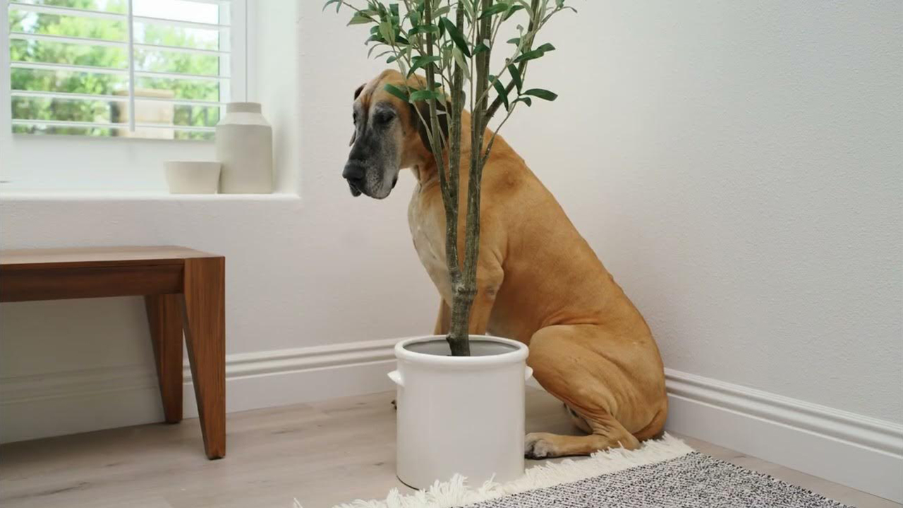 TELUS Health MyPet campaign film still